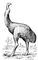 Моа Dinornis maximus. Моа (отр. вымерших бескилевых птиц).