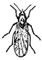 Мокрец Culicoides pulicarius. Мокрецы.