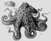 Моллюски. 1 — Yoldia hyperborea; 2 — Octopus vulgaris. Моллюски.