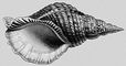 Моллюски. Charonia tritonis. Моллюски.