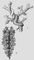 Моллюски. 1 — Echinomenia corallophila; 2 — Dendronotus arborescens. Моллюски.