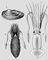 Моллюски. 1 — Unio pictorum; 2 — Sepia officinalis; 3 — Kondakovia longimana. Моллюски.