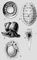 Моллюски. 1 — Neopilina galathea; 2 — Tonicella granulata; 3 — Viviparus contectus; 4 — Clione limacina; 5 — Hydatina velum. Моллюски.