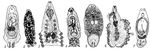 Моногенетические сосальщики: 1 — Protancyrocephalus; 2 — Polystoma; 3 — Diclidophora; 4 — Monocotyle; 5 — Entobdella; 6 — Microcotyle; 7 — Gyrodactylus. Моногенетические сосальщики.