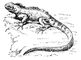 Рис. к ст. Морская ящерица. Морская ящерица.
