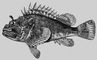 Морской ёрш (Scorpaena norcus). Морские ерши.