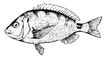 Обыкновенный морской карась. Морские караси.