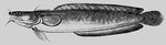 Морской трёхусый налим (Gaidropsarus mediterraneus). Морские налимы.