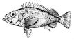 Обыкновенный морской окунь. Морские окуни.