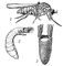 Серебристая мошка (Simulium argyreatum): 1 — взрослое насекомое; 2 — личинка; 3 — куколка. Мошки.