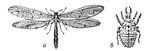 Муравьиный лев (Myrmeleon formicarius); взрослое насекомое (а) и личинка (б). Муравьиные львы.