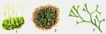  : 1  Anthoceros punctatus.  : 2  Riccia glauca, 3  Riccia fluitans. .