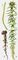  : 1  Plagiochila asplenioides.  : 2  Sphagnum magellanicum, 3  Sphagnum palustre. .