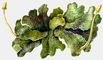  : Conocephalum conicum. .