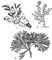 . 1. : 1  Flustrella hispida; 2  Dendrobeania flustroides; 3  Bugula tricuspis. .