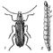  Cantharis obscura: 1  ; 2  . .