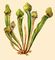 Насекомоядные растения. Саррацения (Sarracenia drummondii). Насекомоядные растения.