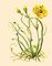 Насекомоядные растения. Росолист (Drosophyllum lusitanicum). Насекомоядные растения.