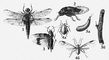 Взрослые формы насекомых: 1 — стрекоза Libellula; 2 — певчая цикада; 3 — голубокрылая кобылка; 4а — капустная тля, бескрылая самка, 4б — крылатая самка; 5а — запятовидная щитовка, 5б — часть ветви, заселённая щитовками. Насекомые.