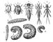 Рис. 3а. Нимфы насекомых с неполным превращением: 1 — щитовка Aspidiotus; 2 — клоп-черепашка; 3 — стрекоза коромысло; 4 — подёнка; 5 — веснянка. Личинки насекомых с полным превращением: 6 — могильщик; 7 — щелкун; 8 — майский хрущ; 9 — бронзовка; 10 — короед. Насекомые.