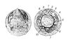   Neopilina galatheae    ()     (); 1   , 2  , 3  , 4  , 5   , 6   , 7  , 8    , 9  , 10  . .