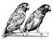 Неразлучники Agapornis personata. Неразлучники.