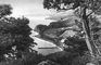   .   (Juniperus excelsa);  .   .