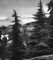  .    (Cedrus deodara);   .   .