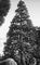  .  (Sequoiadendron giganteum);  .   .