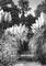   .   (Cartaderia argentina);   .   .