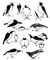    - (Oenanthe pleschanka):         ,     ;     ,     .        .  .