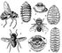 Овода. Желудочные: 1 — Gasterophilus intestinalis (самка); 2 — личинка 3-й стадии G. pecorum; 3 — передний конец её тела. Подкожные: 4 — Oestroderma potanini (самец); 5 — личинка 3-й стадии Oedemagena torandi; 6 — передний конец её тела. Носоглоточные: 7 — Oestrus ovis (самка); 8 — её личинка 3-й стадии. Овода.