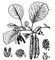 . 1.  ,    (<span style='font-family:Arial'>♂</span>)   (<span style='font-family:Arial'>♀</span>) ;    ;    ;   ;   . .