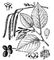 . 2.  ,    (<span style='font-family:Arial'>♂</span>)   (<span style='font-family:Arial'>♀</span>) ;    ;    ;   ;   ;   . .