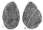 Opalina ranarum    : 1   ; 2  . .