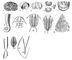 Py   . : 1  Tollinia (<sub>2</sub><sub>3</sub>). : 2, 3  Clarkella (O<sub>1</sub>); 4, 5, 6  Hesperorthis (<sub>2</sub><sub>1</sub>); 7  Strophomena (O<sub>2</sub>S).  : 8  Angelinocepas (O<sub>2</sub>). : 9  Ceratopyge [    (O<sub>1</sub>)]: 10  rurus (O<sub>2</sub>); 11  Dalmanitina (ΗS<sub>1</sub>). : 12  Dictyonema (O<sub>1</sub>C); 13  Tetragraptus (O<sub>1</sub>O<sub>2</sub>); 14  Phyllograptus; 15  Dicellograptus (O<sub>2</sub>O<sub>3</sub>); 16  Dicranograptus (O<sub>2</sub>O<sub>3</sub>).   ().