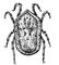 Ornithodoros papillipes, самка. Орнитодорус.