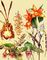 Орхидные. 1. Oncidium kramerianum. 2. Gongora galeata. 3. Sophronitis cernua. 4. Bulbophyllum barbigerum. 5. Paphiopedilum sukhakulii. 6. Paphiopedilum philippinense. Орхидные.