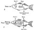Осморегуляция у рыб: пресноводная рыба (1), морская костистая рыба (2); пунктиром обозначено движение воды по осмотическому градиенту. Пресноводные рыбы всасывают соли натрия жабрами; у морских костистых рыб клетки жаберного аппарата выделяют их. Почка морских рыб выделяет соли магния (сульфаты и др.), избыток которых поступает в организм рыб с пищей и морской водой. Осморегуляция.