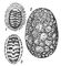 ��������� ��������: 1 � Placiphorella stimpsoni; 2 � Criptochiton stelleri; 3 � Tonicella marmorea. ��������� ��������.