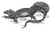 �������� ������� (Hydrosaurus amboinensis). �������� �������.