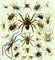 � ��. �����. 1. ������� ���� Tegenaria domestica. 2. Micrathena schreibersi. 3. ������� ���� Gasteracantha arquata. 4. �������������� ���� Liphistius malajanus. 5. ���� ��������� Pholcus phalangioides. 6. ���� ��������� Araneus ceropedius. 7. ���� ��������� Araneus bituberculatus. 8. ���� ������� Eurypelma bistriatum. 9. �������� Latrodectus tredecimguttatus. 10 � 11. ������������ ���� ��������� Araneus diadematus. 12. Tetragnatha extensa. 13. ���� ��������� Argiope bruennichi. 14 � 15. ���� ��������� Argiope lobata. 16. Myrmeciumgounelli � ����, ����������� �������. 17. ����������� �������� Lycosa singoriensis. 18. ���� ��������� Nephila maculata. 19. Oxyopes heterophthalmus. 20. Microcommata roseum. 21. ������� ���� ���������� Argyroneta aquatica. 22 ���� ������ Salticus scenicus. 23 � 24. ���� ������� Misumena vatia, �������������� � ������ ������ � � ������. 25. Eresus niger. 26. ������� �������� Dolomedes fimbriatus. 11, 14, 21 � 25 � �����, ��������� � �����. �����.