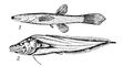 �������� ����: 1 � �������� ����������� (���. Amblyopsidae); 2 � �������� (���. Brotulidae). �������� ����.