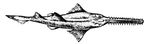 ����-���� Pristis microdon (��� ������). ����-����.