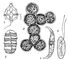 ��������� ����� ����������� ����������: 1 � Peridinium bipes; 2 � Polykrikos schwartzii; 3 � Pyrocystis lunula; 4 � Dinothrix paradoxa; 5 � Cryptomonas sp. ����������� ���������.