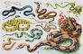 ����. 1 � ������������ ����������� (Typhlops vermicularis); 2 � ������������ �� (Natrix natrix); 3 � �������� �� (Natrix tigrina); 4 � ������ ���������� (Dryophis prasinus); 5 � ���� (Bungarus fasciatus); 6 � ��������� ����� (Elaphe dione); 7 � �������� ����� (Elaphe schrencki), �������; 8 � �������� ������� (Eryx miliaris); 9 � ������������ ���� (Constrictor constrictor). ����������� ����.