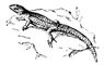 ������������ ���������� (Cordylus cordylus). �����������.