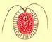 ����������. ������������. Haematococcus sp. ����������.