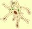 ����� (Amoeba proteus). ����������.