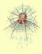 ����������. Arachnocoris circumtexta. ����������.